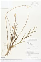 登錄號:BS03040藏品圖，第1張