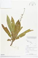登錄號:BS03041藏品圖，第1張