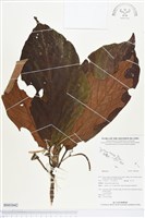 登錄號:BS03042藏品圖，第1張