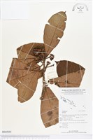 登錄號:BS03043藏品圖，第1張