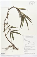 登錄號:BS03044藏品圖，第1張