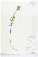 登錄號:BS03046藏品圖，第1張