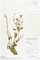 登錄號:BS03048藏品圖，第1張