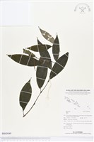 登錄號:BS03049藏品圖，第1張