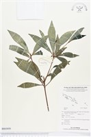 登錄號:BS03050藏品圖，第1張