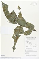 登錄號:BS03052藏品圖，第1張