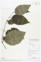 登錄號:BS03053藏品圖，第1張