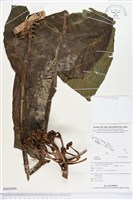 登錄號:BS03054藏品圖，第1張