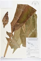 登錄號:BS03055藏品圖，第1張