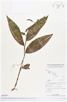 登錄號:BS03057藏品圖，第1張