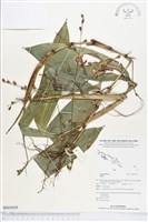 登錄號:BS03059藏品圖，第1張