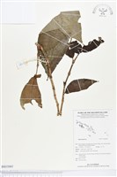 登錄號:BS03060藏品圖，第1張