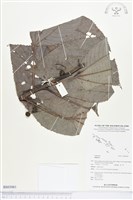 登錄號:BS03061藏品圖，第1張