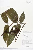 登錄號:BS03062藏品圖，第1張