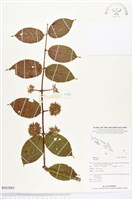 登錄號:BS03065藏品圖，第1張
