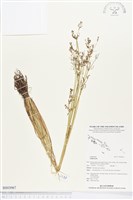 登錄號:BS03067藏品圖，第1張