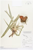 登錄號:BS03072藏品圖，第1張