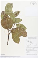 登錄號:BS03073藏品圖，第1張