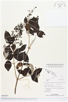 登錄號:BS03074藏品圖，第1張