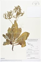 白水木藏品圖，第1張