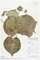 黃槿藏品圖，第1張