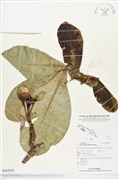 棋盤腳樹藏品圖，第1張