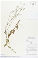 直立黃細心藏品圖，第1張