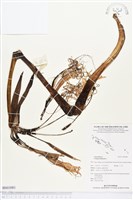 文珠蘭藏品圖，第1張