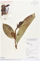 登錄號:BS03082藏品圖，第1張