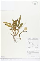 登錄號:BS03084藏品圖，第1張