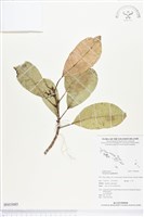 土沉香藏品圖，第1張