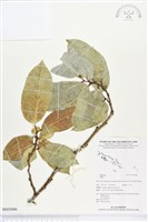 登錄號:BS03086藏品圖，第1張