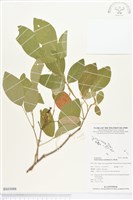 白木蘇花藏品圖，第1張