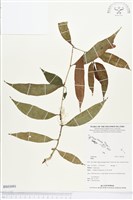 登錄號:BS03091藏品圖，第1張