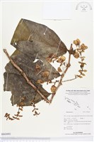 登錄號:BS03092藏品圖，第1張