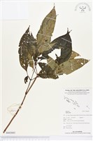 登錄號:BS03093藏品圖，第1張