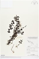 登錄號:BS03096藏品圖，第1張