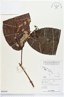 登錄號:BS03099藏品圖，第1張