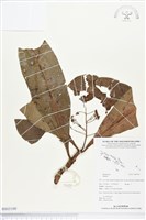 登錄號:BS03100藏品圖，第1張