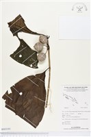 登錄號:BS03101藏品圖，第1張