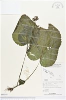 登錄號:BS03103藏品圖，第1張