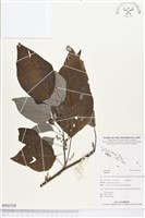 登錄號:BS03105藏品圖，第1張