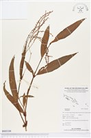 登錄號:BS03108藏品圖，第1張