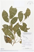 登錄號:BS03110藏品圖，第1張