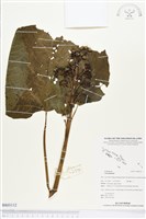 登錄號:BS03112藏品圖，第1張