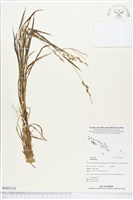 登錄號:BS03114藏品圖，第1張