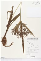 登錄號:BS03115藏品圖，第1張