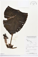 登錄號:BS03117藏品圖，第1張