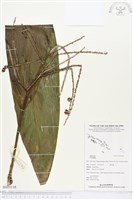 登錄號:BS03118藏品圖，第1張