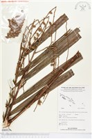 登錄號:BS03119藏品圖，第1張